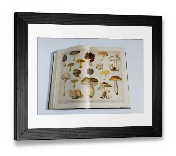 Framed Print : Picture of edible mushrooms in a german encylopedia Framed Print : Picture of edible mushrooms in a german encylopedia
