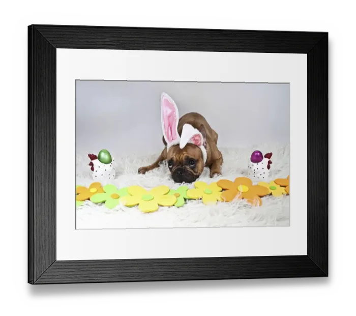 Framed Print : French bulldog with plush bunny ears lying behind decorative flowers Framed Print : French bulldog with plush bunny ears lying behind decorative flowers