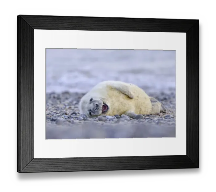 Framed Print : Grey Seal (Halichoerus grypus) Framed Print : Grey Seal (Halichoerus grypus)
