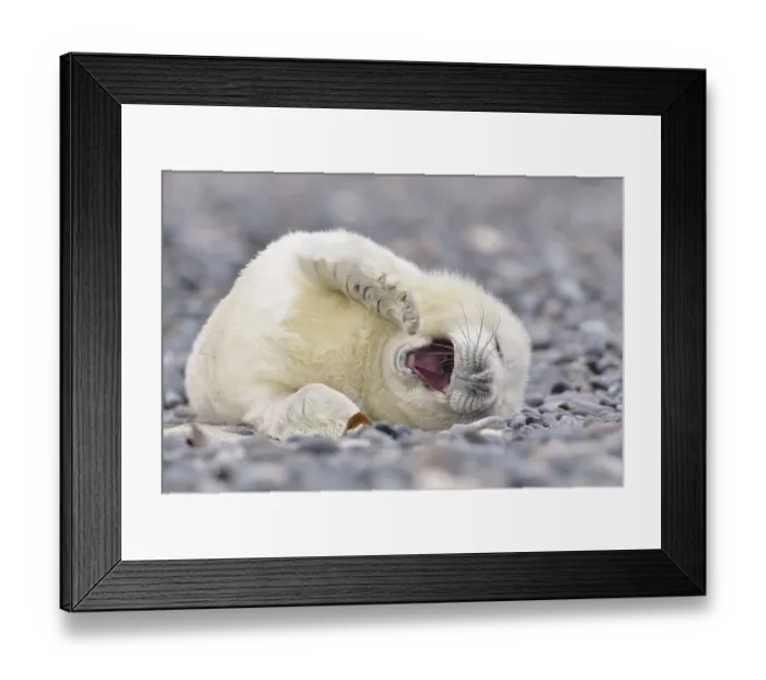 Framed Print : Young gray seal (Halichoerus grypus) on the beach