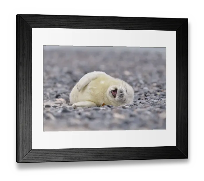 Framed Print : Young gray seal (Halichoerus grypus) on the beach Framed Print : Young gray seal (Halichoerus grypus) on the beach