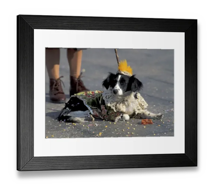Framed Print : Dog in costume Carnival Venice Italy