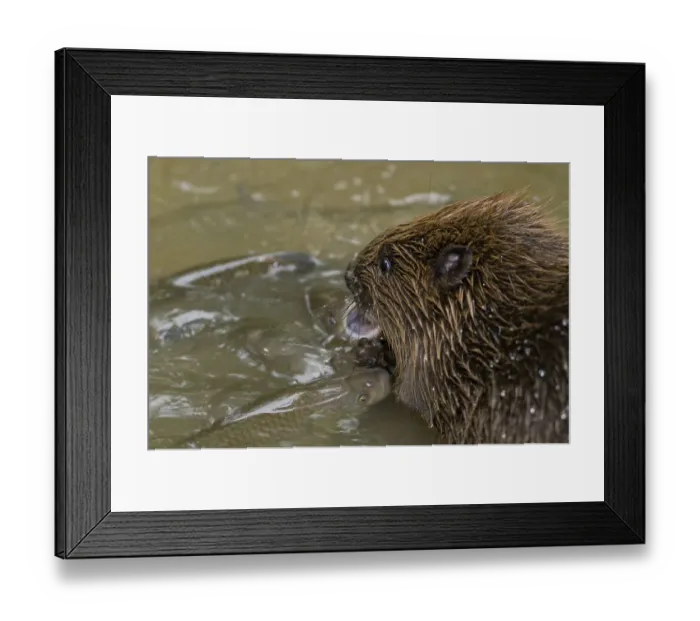 Framed Print : European beaver (Castor fiber) and chub (Squalius cephalus) Framed Print : European beaver (Castor fiber) and chub (Squalius cephalus)