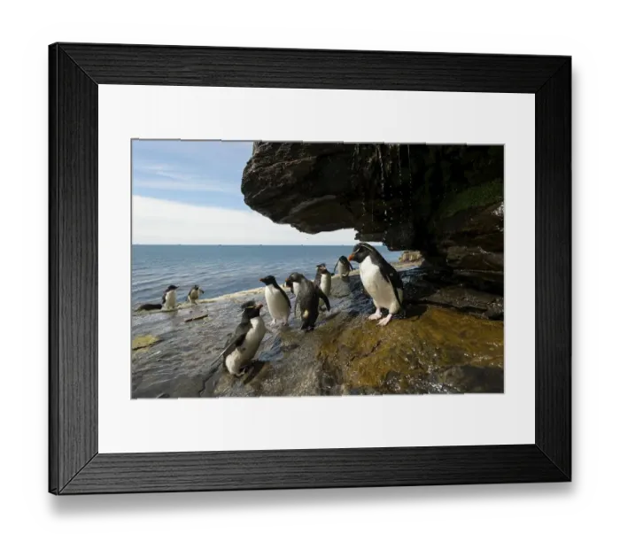 Framed Print : Saunders Island, Southern Rockhopper Penguins (Eudyptes chrysocome)