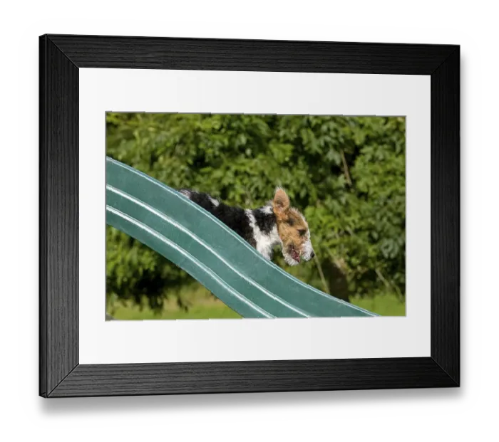 Framed Print : Wirehaired fox terrier puppy playing on slide Framed Print : Wirehaired fox terrier puppy playing on slide