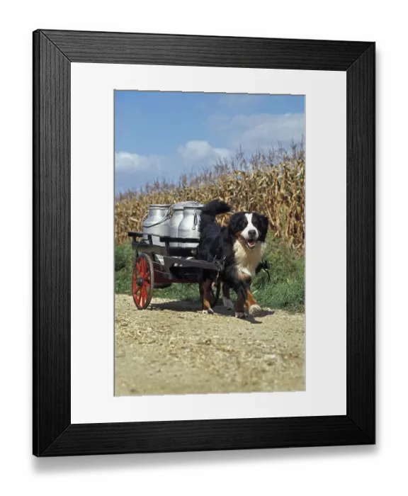 Framed Print : Bernese mountain dog pulling a cart with milk cans Framed Print : Bernese mountain dog pulling a cart with milk cans