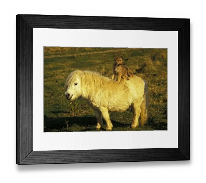 Framed Print : Picardy Sheepdog Puppy Sits on Shetland Pony Framed Print : Picardy Sheepdog Puppy Sits on Shetland Pony