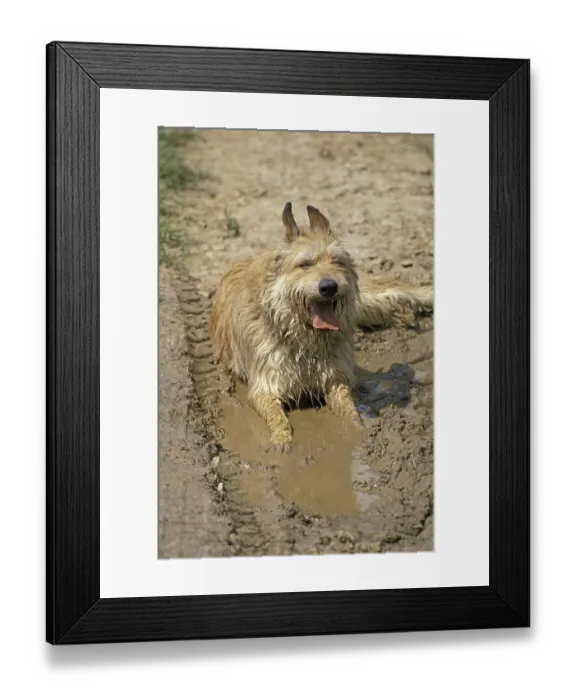Framed Print : Picardy shepherd dog, adult, lying in water