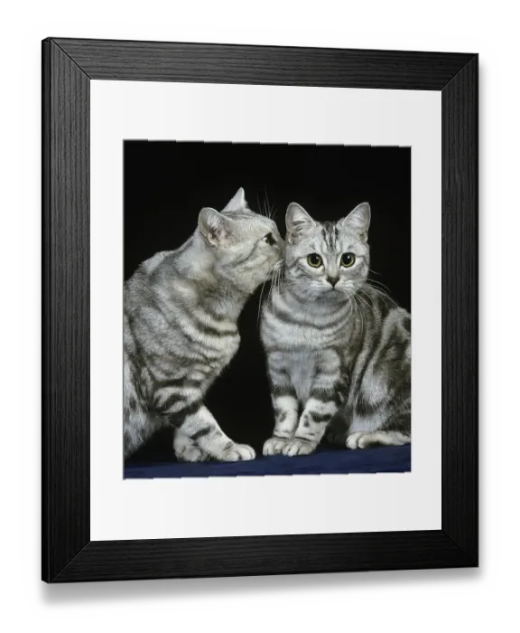 Framed Print : Silver tabby domestic cat against black background Framed Print : Silver tabby domestic cat against black background