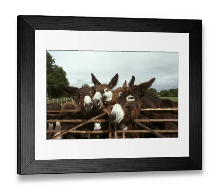 Framed Print : Poitou donkey or Baudet du Poitou