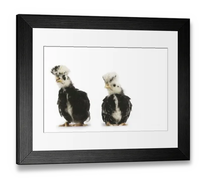 Framed Print : French chicken called Faverolle