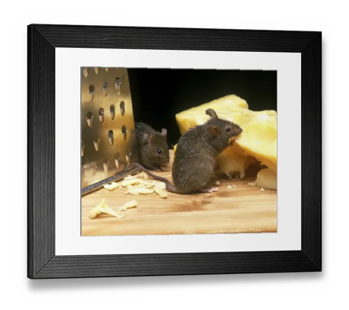 Framed Print : House mouse (mus musculus), adult eats Emmental cheese Framed Print : House mouse (mus musculus), adult eats Emmental cheese