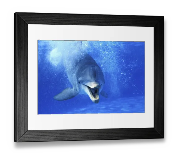 Framed Print : Bottlenose Dolphin (tursiops truncatus) Framed Print : Bottlenose Dolphin (tursiops truncatus)