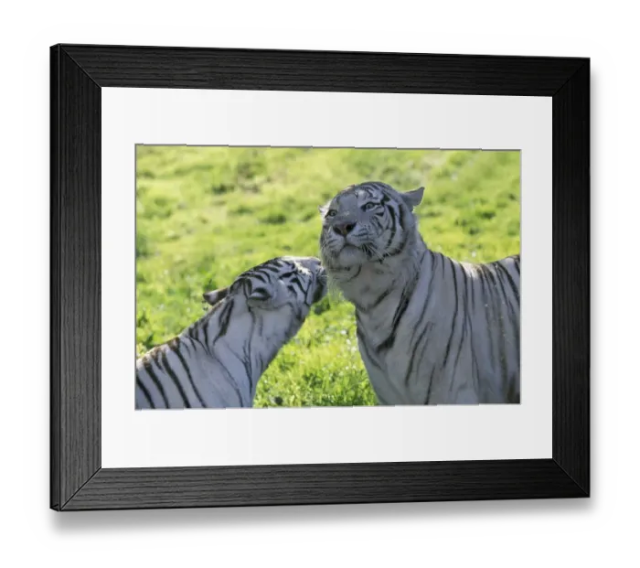 Framed Print : White tiger (panthera tigris), pair
