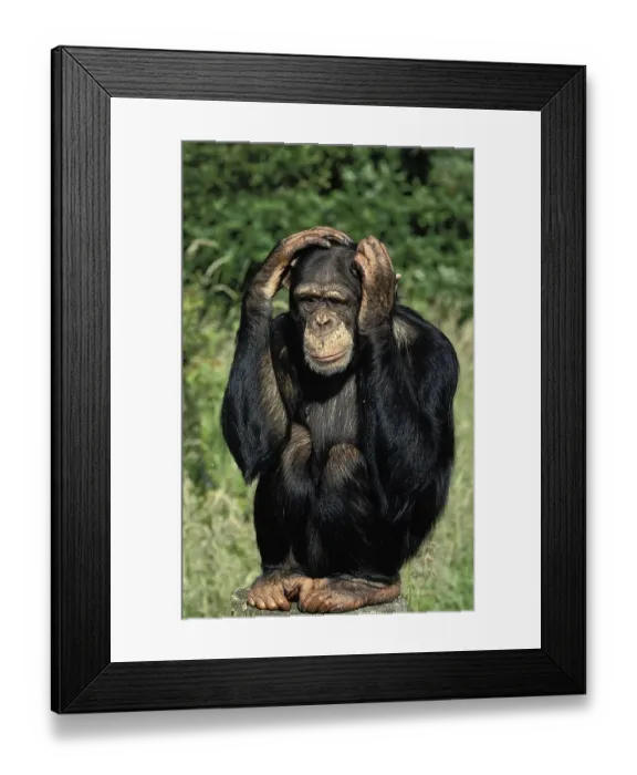 Framed Print : Common chimpanzee (pan troglodytes) Framed Print : Common chimpanzee (pan troglodytes)