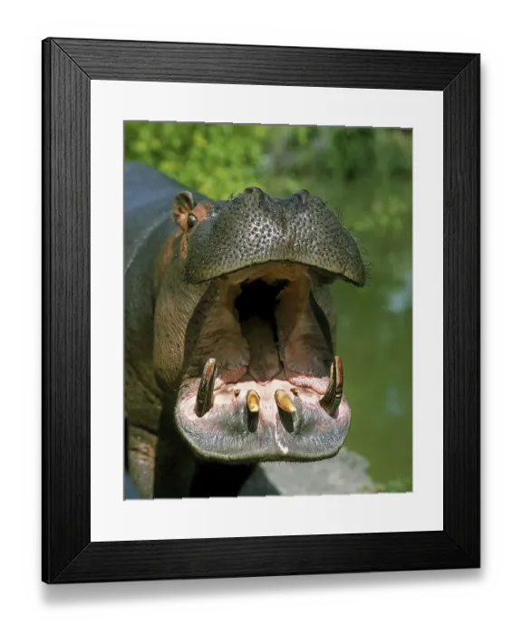 Framed Print : Hippopotamus (hippopotamus amphibius)