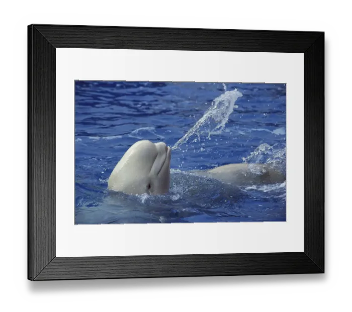 Framed Print : Beluga Whale (delphinapterus leucas) or White Whale
