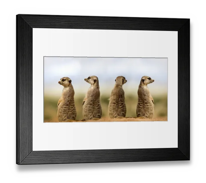 Framed Print : MEERKAT (suricata suricatta), ADULTS LOOKING AROUND