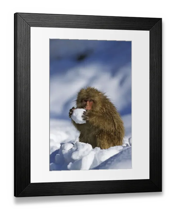 Framed Print : JAPANESE japanese macaque (macaca fuscata) Framed Print : JAPANESE japanese macaque (macaca fuscata)