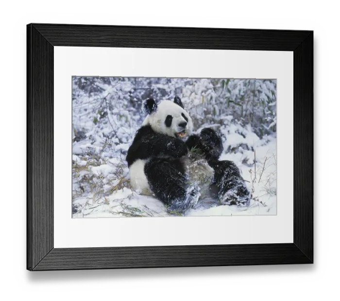 Framed Print : Giant Panda (ailuropoda melanoleuca)