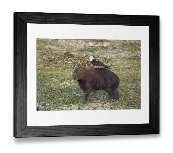 Framed Print : Capybara (hydrochoerus hydrochaeris) with yellow-headed caracara (milvago chimachima)