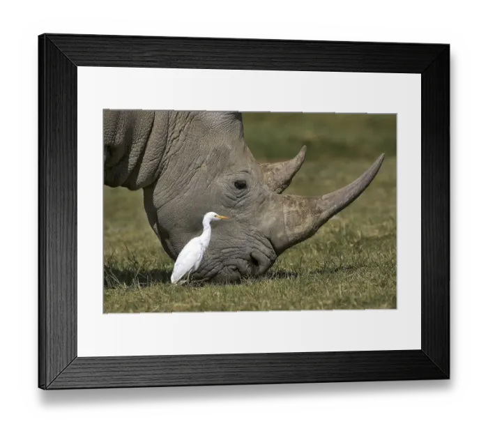 Framed Print : White Rhinoceros (ceratotherium simum) Framed Print : White Rhinoceros (ceratotherium simum)