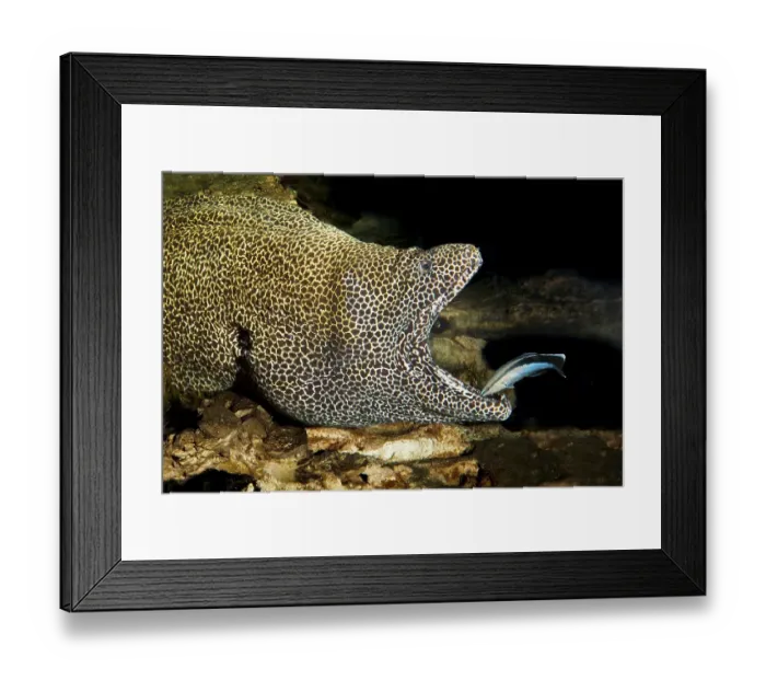Framed Print : Honeycomb moray (Gymnothorax favagineus) Framed Print : Honeycomb moray (Gymnothorax favagineus)