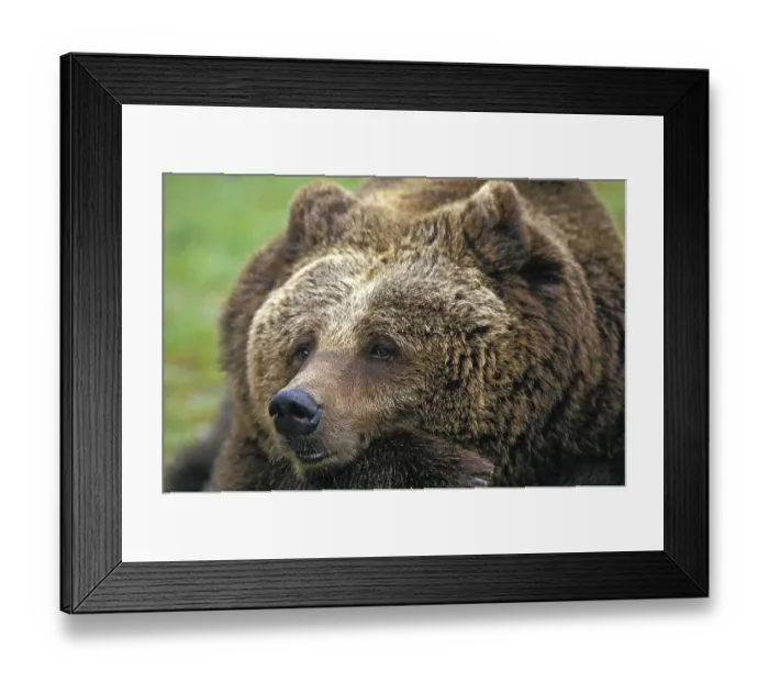 Framed Print : Brown Bear (ursus arctos), Portrait of Adult
