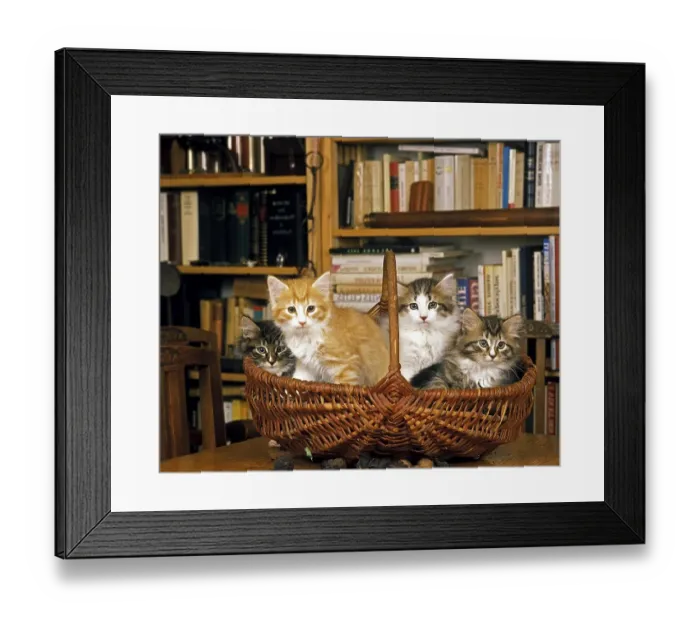 Framed Print : Skogkatt Domestic Cat, Kittens standing in Basket Framed Print : Skogkatt Domestic Cat, Kittens standing in Basket