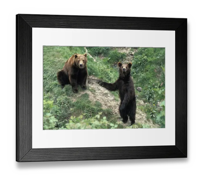 Framed Print : BROWN BEAR (ursus arctos), PAIR SITTING AND STANDING ON HIND LEGS