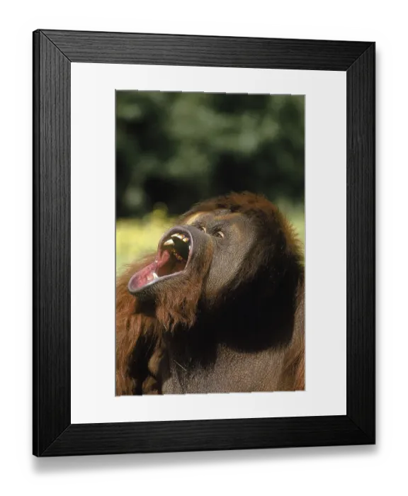 Framed Print : ORANG UTAN (pongo pygmaeus), MALE WITH OPEN MOUTH