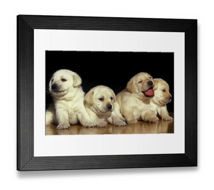 Framed Print : Yellow Labrador Retriever Puppies