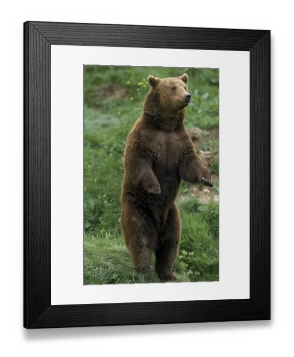 Framed Print : Brown Bear (ursus arctos), Adult standing on Hind Legs