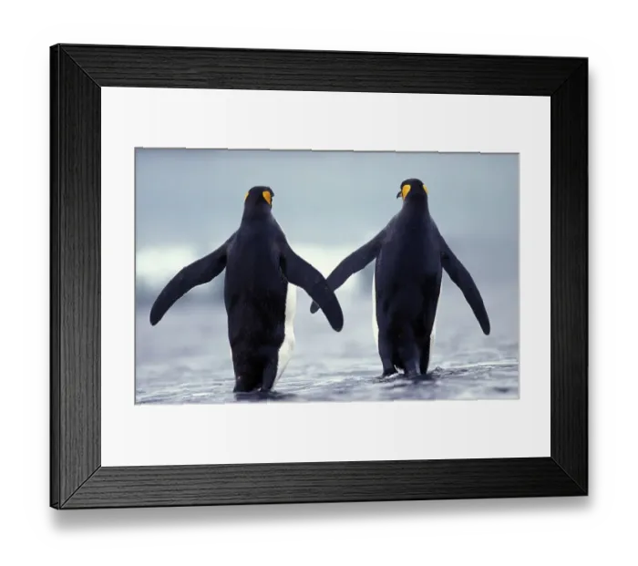 Framed Print : King Penguin (aptenodytes) patagonica Framed Print : King Penguin (aptenodytes) patagonica