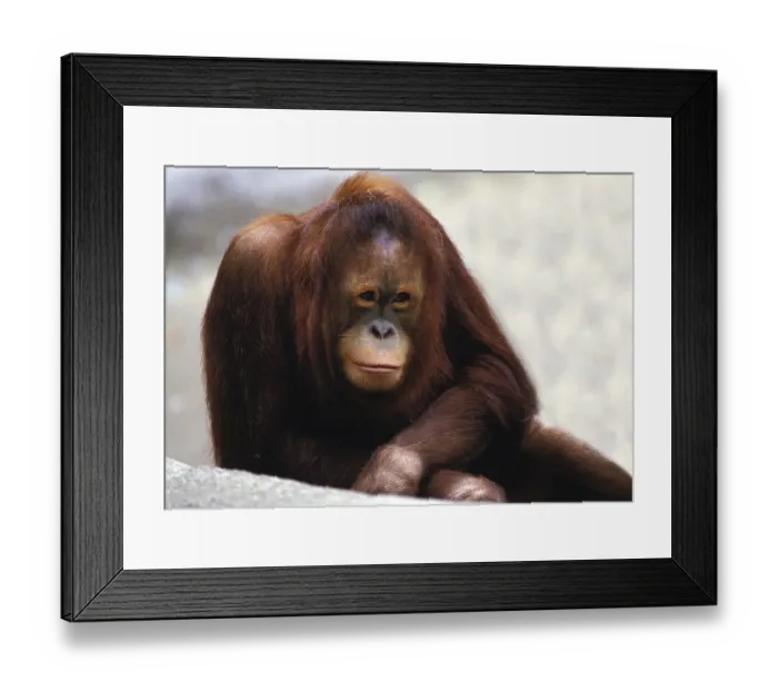 Framed Print : ORANG UTAN (pongo pygmaeus), FEMALE IN A ZOO
