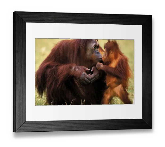 Framed Print : ORANG UTAN (pongo pygmaeus), MOTHER WITH BABY Framed Print : ORANG UTAN (pongo pygmaeus), MOTHER WITH BABY