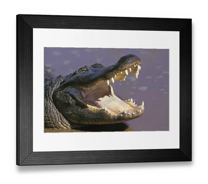 Framed Print : AMERICAN ALLIGATOR alligator mississipiensis Framed Print : AMERICAN ALLIGATOR alligator mississipiensis