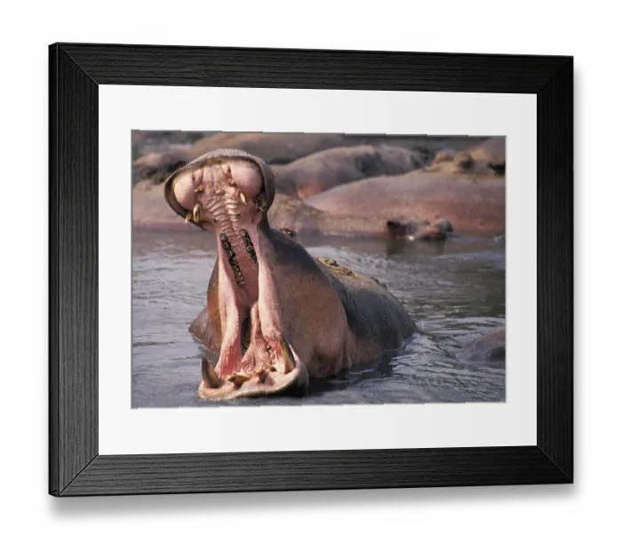 Framed Print : Hippopotamus (hippopotamus amphibius) Framed Print : Hippopotamus (hippopotamus amphibius)