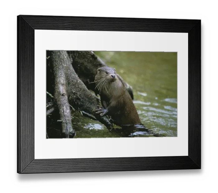 Framed Print : European Otter (lutra lutra), Adult standing in Water Framed Print : European Otter (lutra lutra), Adult standing in Water