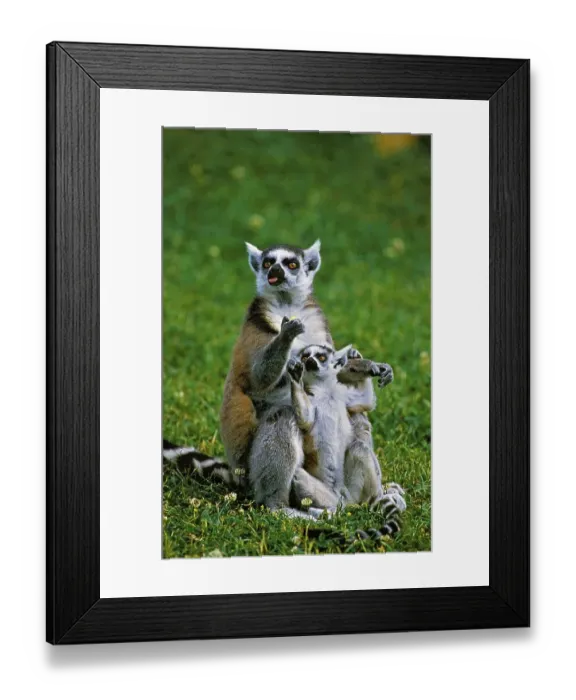Framed Print : Ring Tailed Lemur (lemur catta), Female with Baby Framed Print : Ring Tailed Lemur (lemur catta), Female with Baby