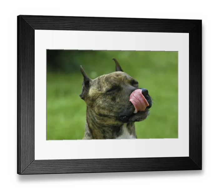 Framed Print : American Staffordshire Terrier Licking its Chops Framed Print : American Staffordshire Terrier Licking its Chops