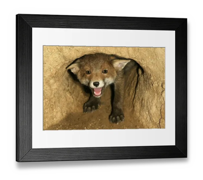 Framed Print : Red Fox (vulpes vulpes), Cub calling at Den Entrance