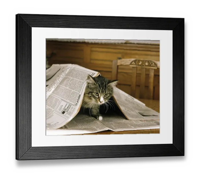 Framed Print : Skogkatt Domestic Cat, Kitten playing with Newspaper