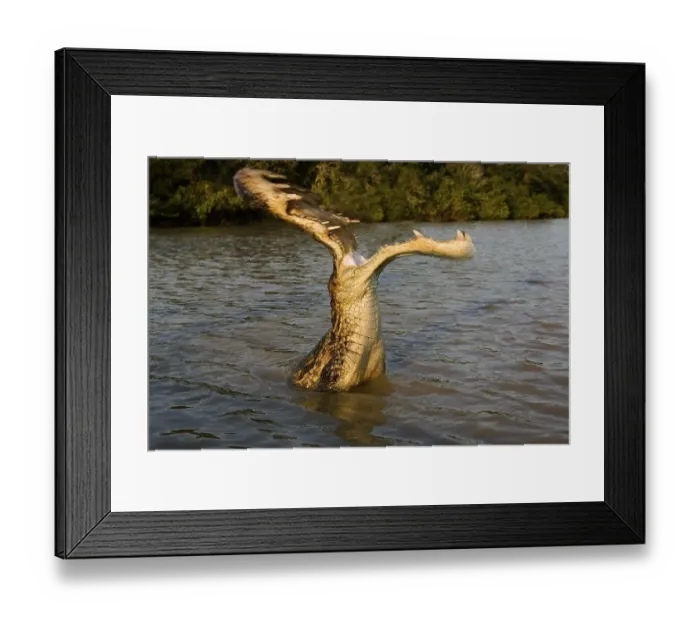 Framed Print : Spectacled Caiman (caiman crocodilus)