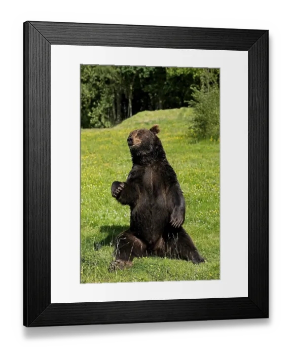 Framed Print : Brown Bear (ursus arctos), Adult sitting on Grass