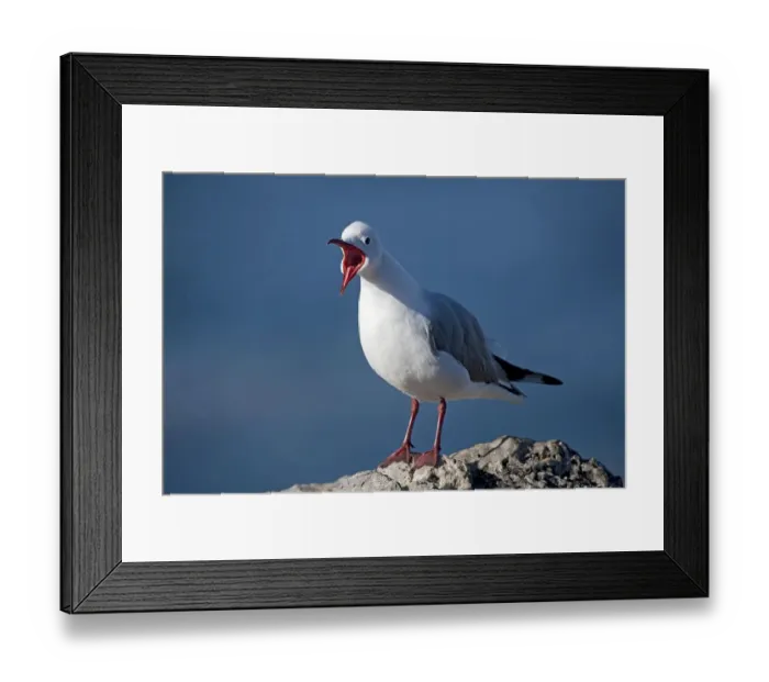 Framed Print : HARTLAUB'S GULL OR KING GULL larus hartlaubii