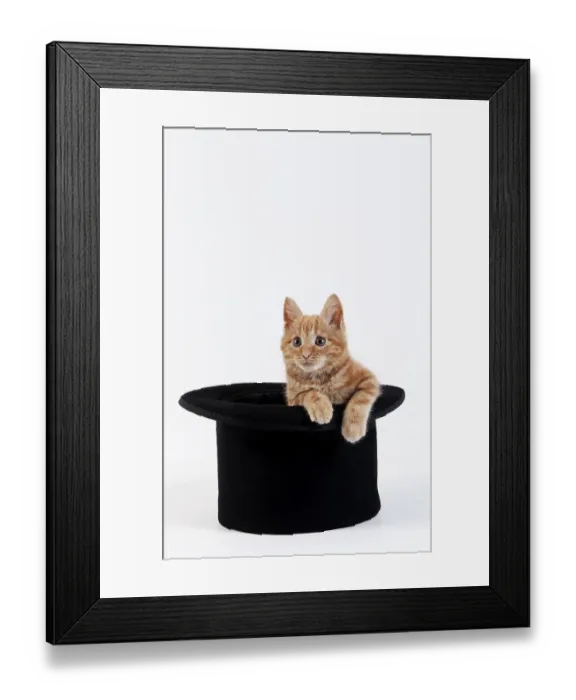 Framed Print : Red Tabby Domestic Cat, Kitten playing in Hat against White Background