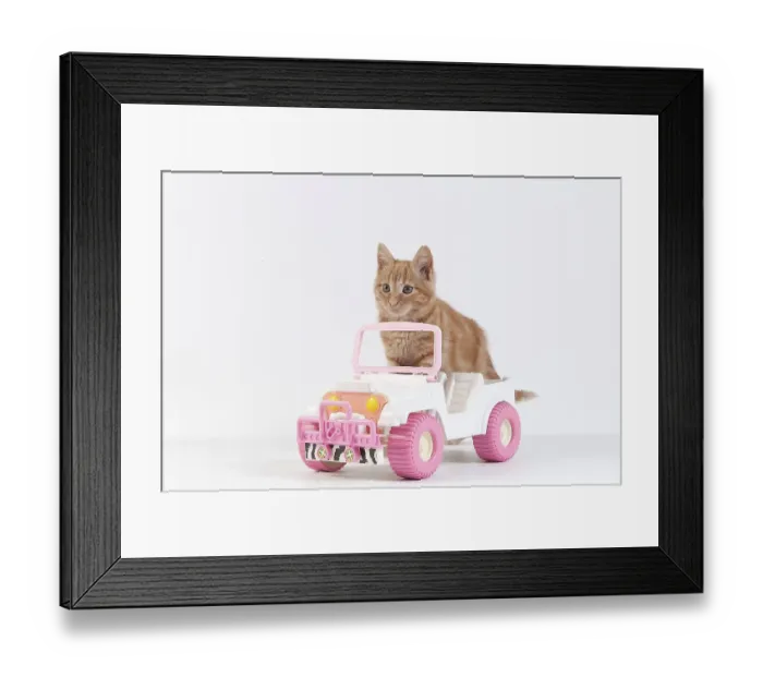 Framed Print : Red Tabby Domestic Cat, Kitten playing with Car Toy against White Background
