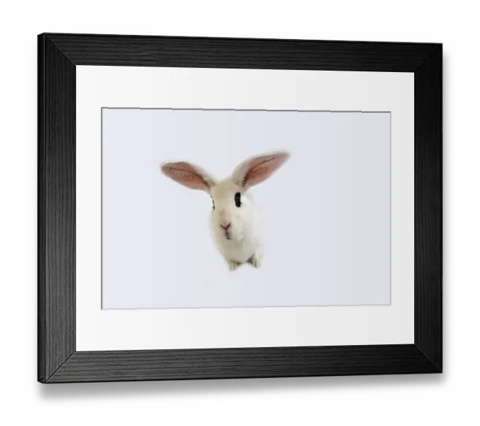 Framed Print : Hotot Domestic Rabit against White Background Framed Print : Hotot Domestic Rabit against White Background