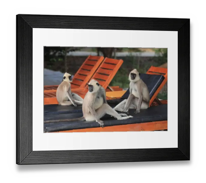 Framed Print : Entellus langur of Ceylon, Yala National Park (Presbytis entellus priam) Framed Print : Entellus langur of Ceylon, Yala National Park (Presbytis entellus priam)
